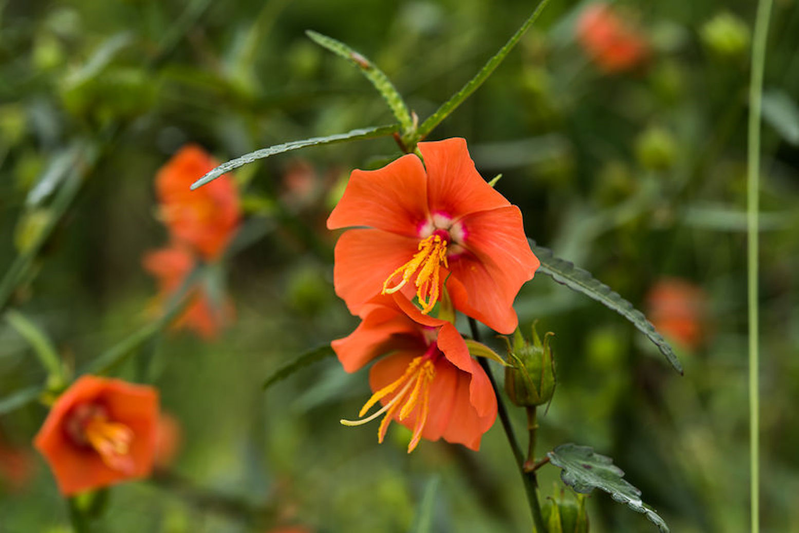 Pentapetes phoenicea Seeds Noon Flower