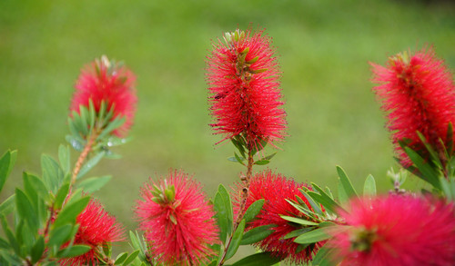 Callistemon citrinus -Crimson Bottlebrush seeds | Serendipity Seeds