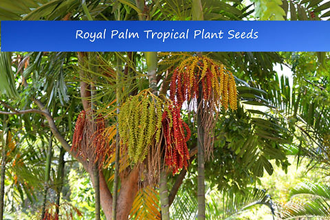 Tropical Seeds - Royal Palm-10 Seeds | Serendipity Seeds