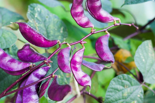Lablab purpureus Hyacinth Egyptian Kidney Bean | Serendipity Seeds