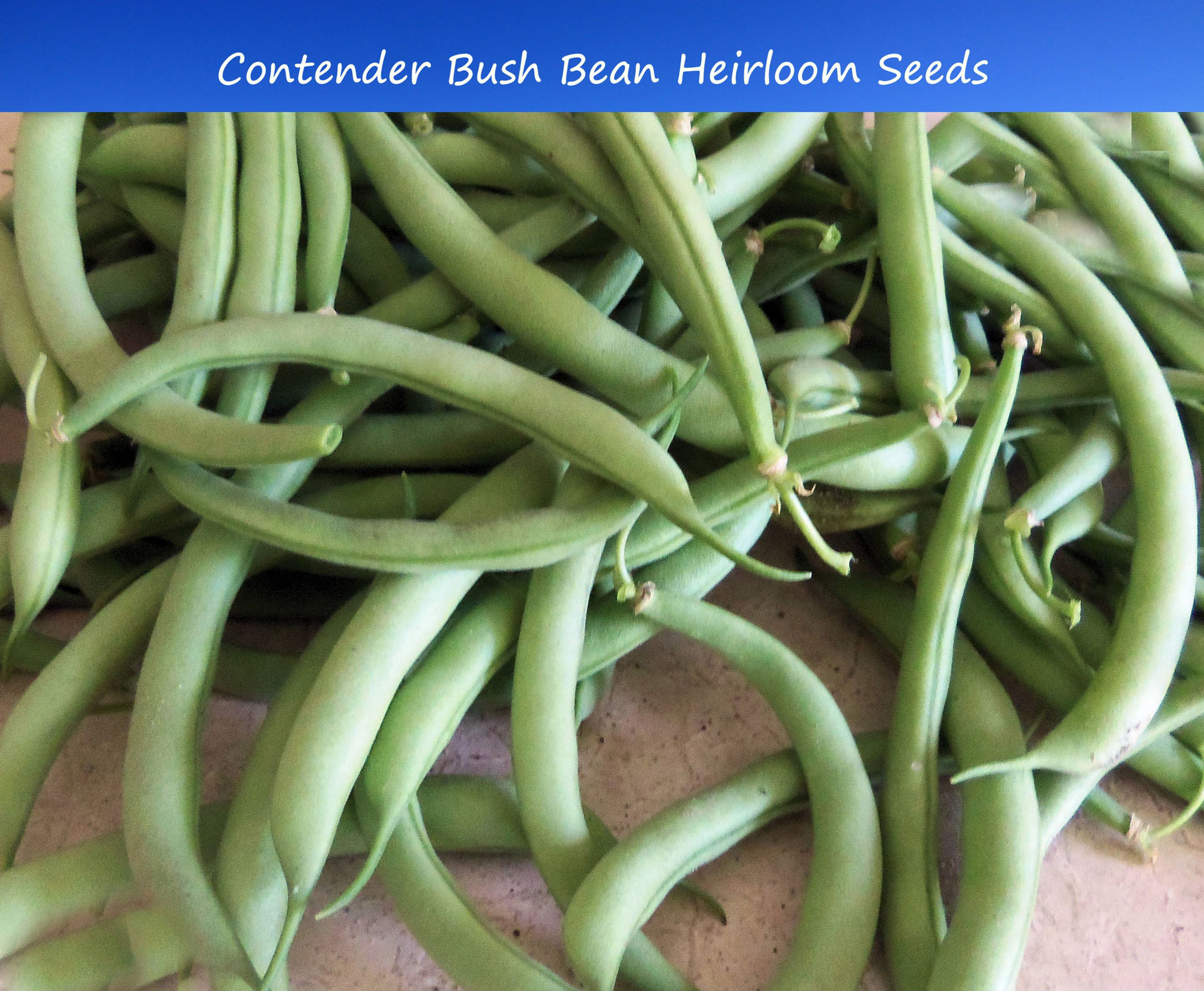 Bean Seeds Early Contender Bush Bean -100 Vegetable Seeds