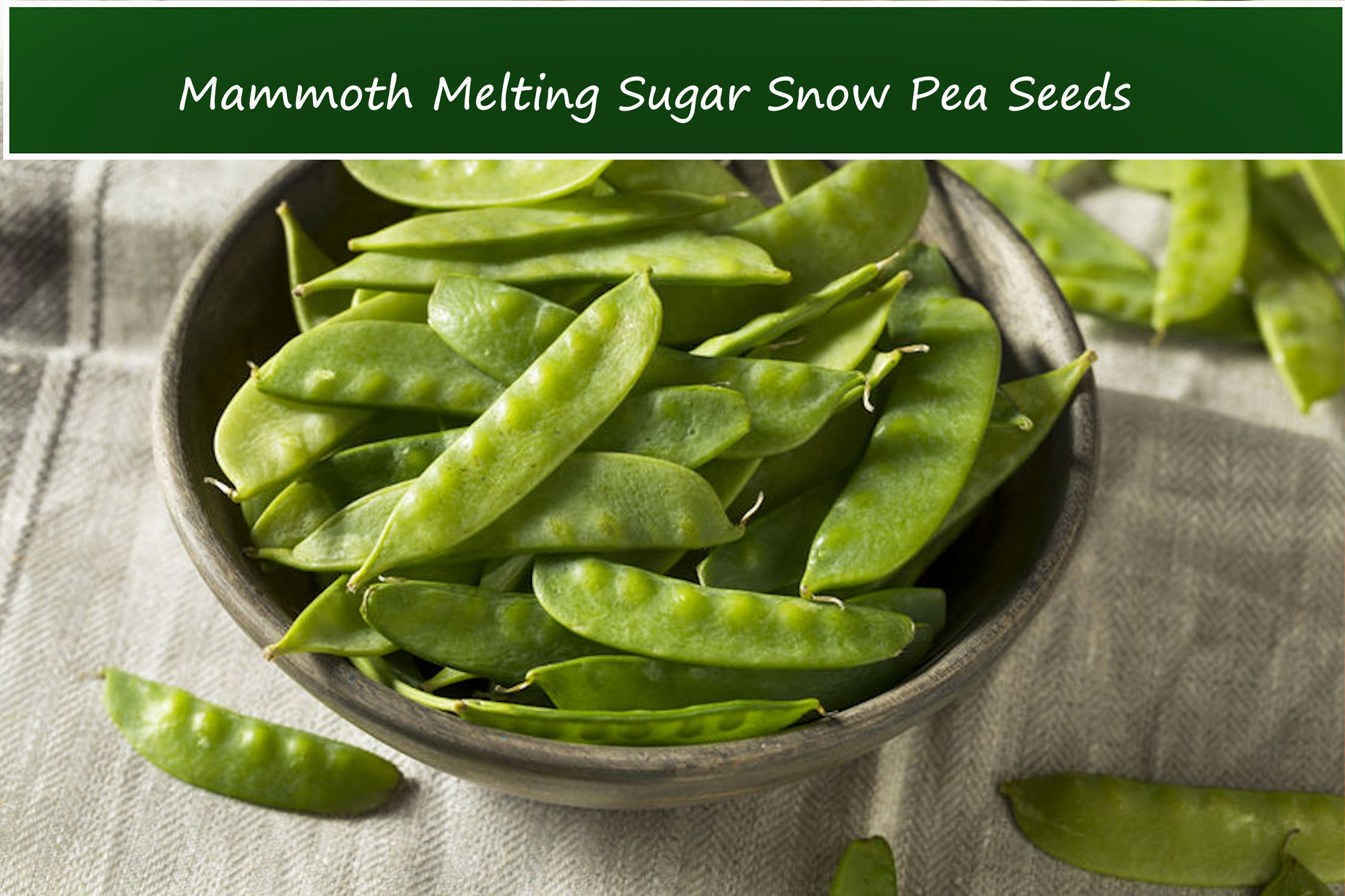 Pea Seeds -Mammoth Melting Sugar Snow Pea- 200 Heirloom Seeds