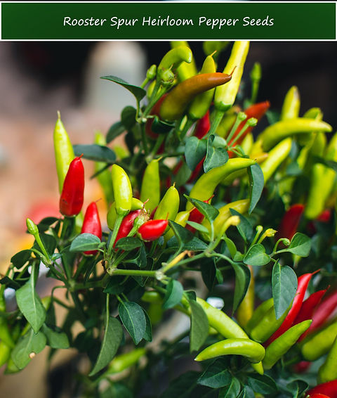 Pepper Seeds -Hot Rooster Spur -10 Heirloom Seeds - Green To Red |  Serendipity Seeds