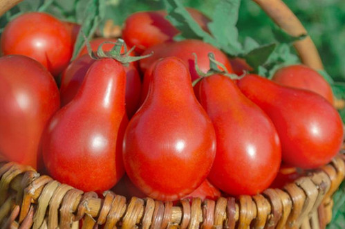 10 Organic Heirloom Seeds Rare Red Fig Tomato | Rare Quality Seeds