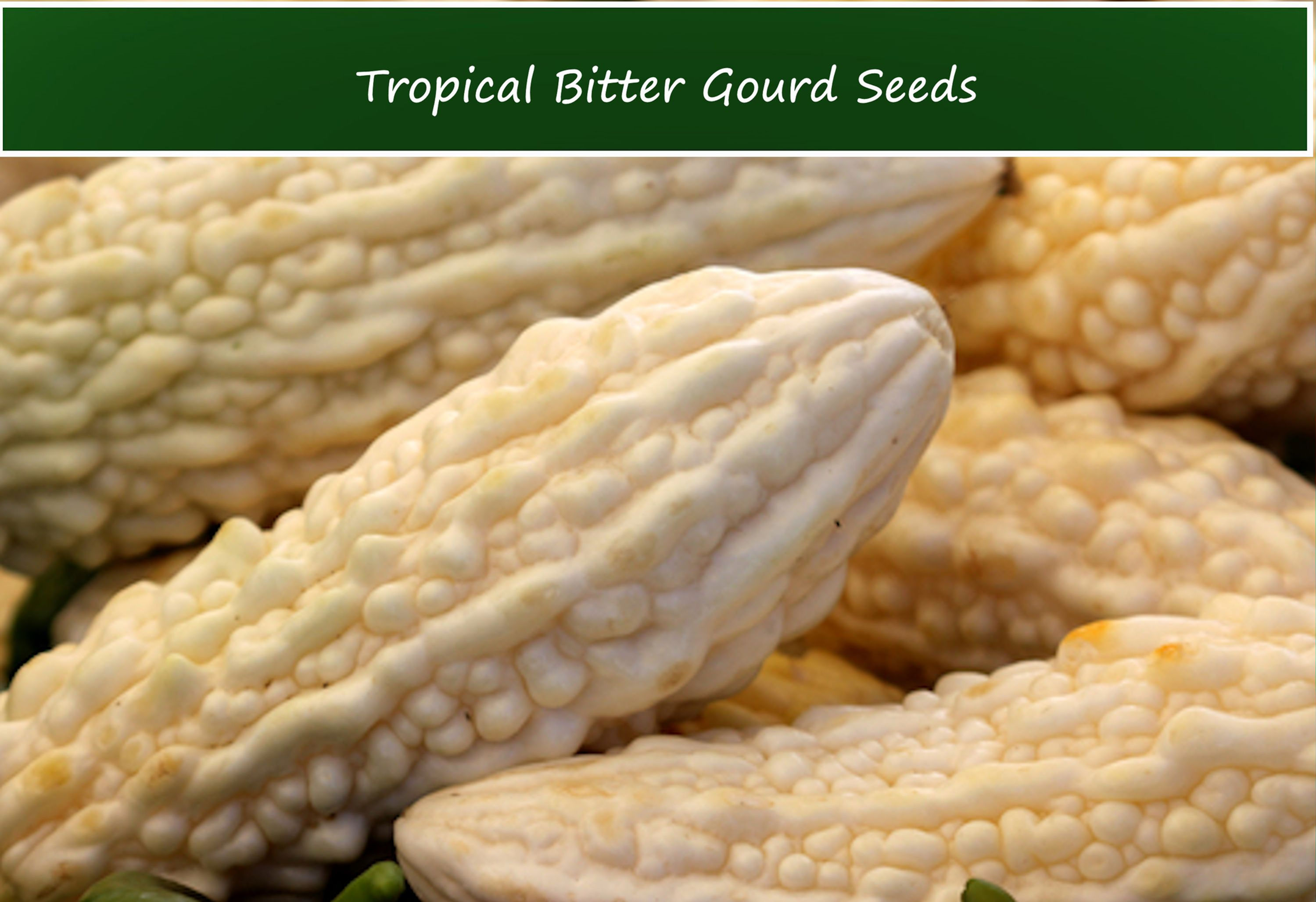 Tropical Seeds - White Bitter Gourd -10 Seeds-Momordica charantia