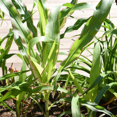 20 Premium Seeds- Japonica Striped Maize - Striped Leaf Corn