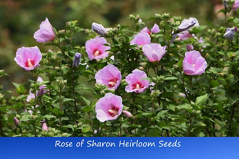 pnw native wildflower seeds Pacific Northwest Wildflower Seed Mix