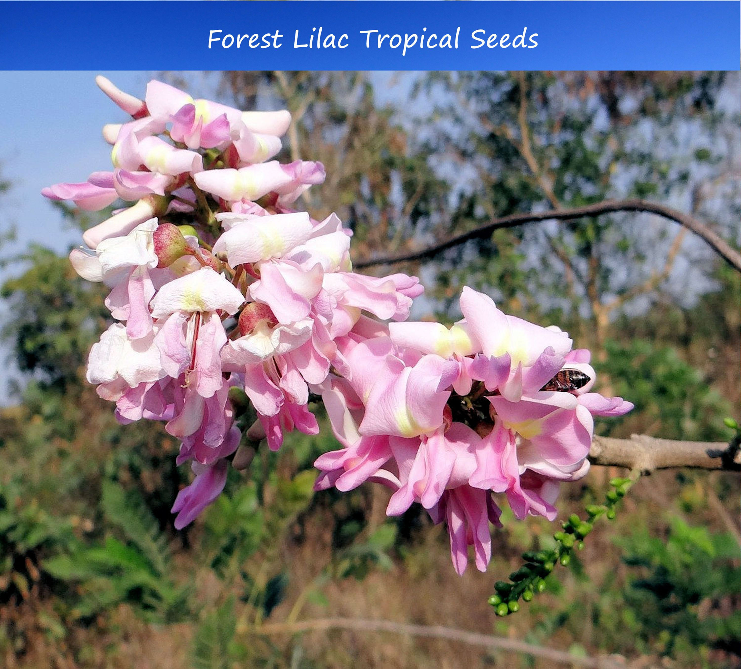 Tropical Seeds - Forest Lilac 10 Seeds -Gliricidia sepium