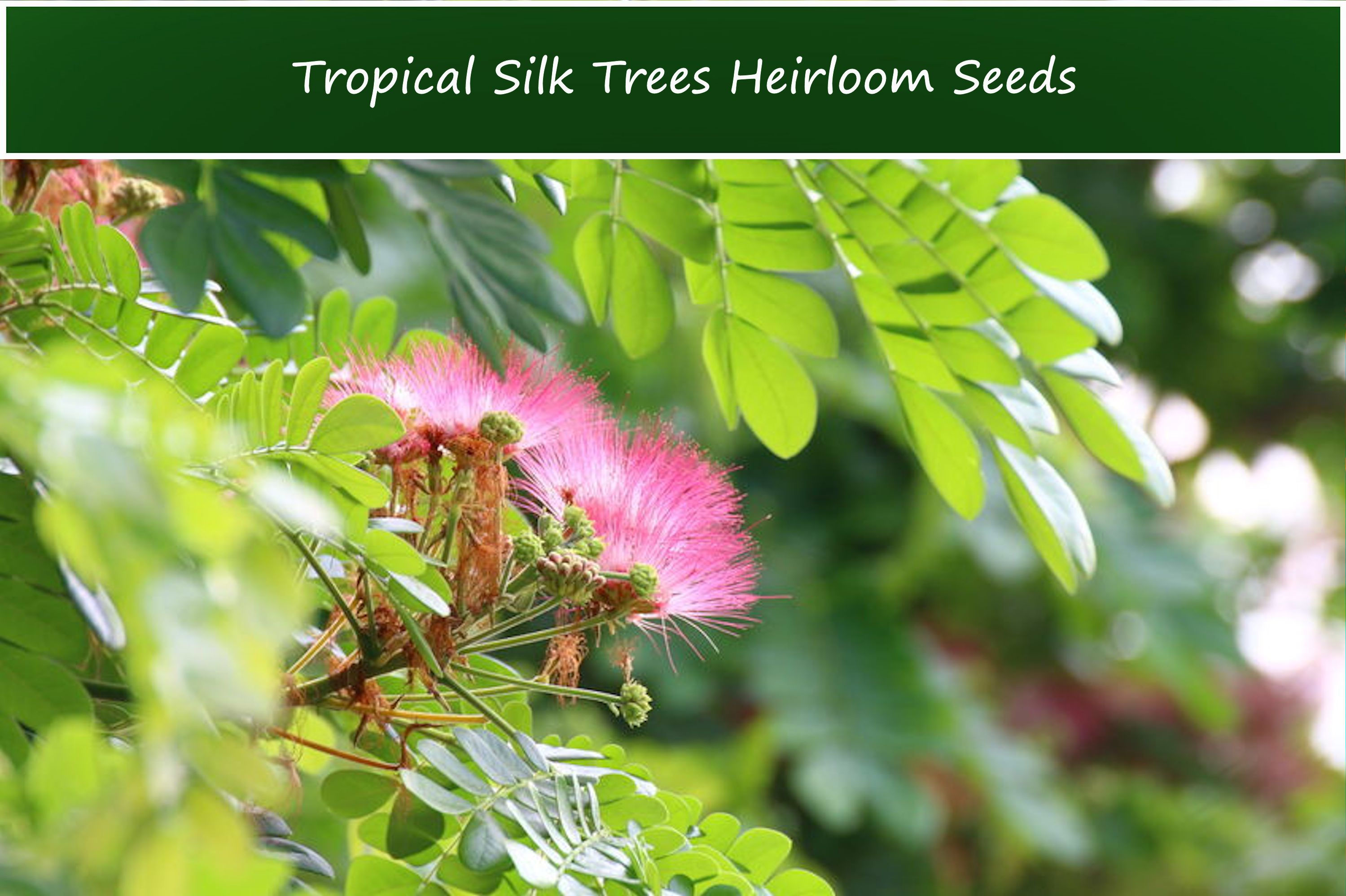 Tropical Seeds -Silk Tree 10 Heirloom Seeds-Mimosa Albizia julibrissin