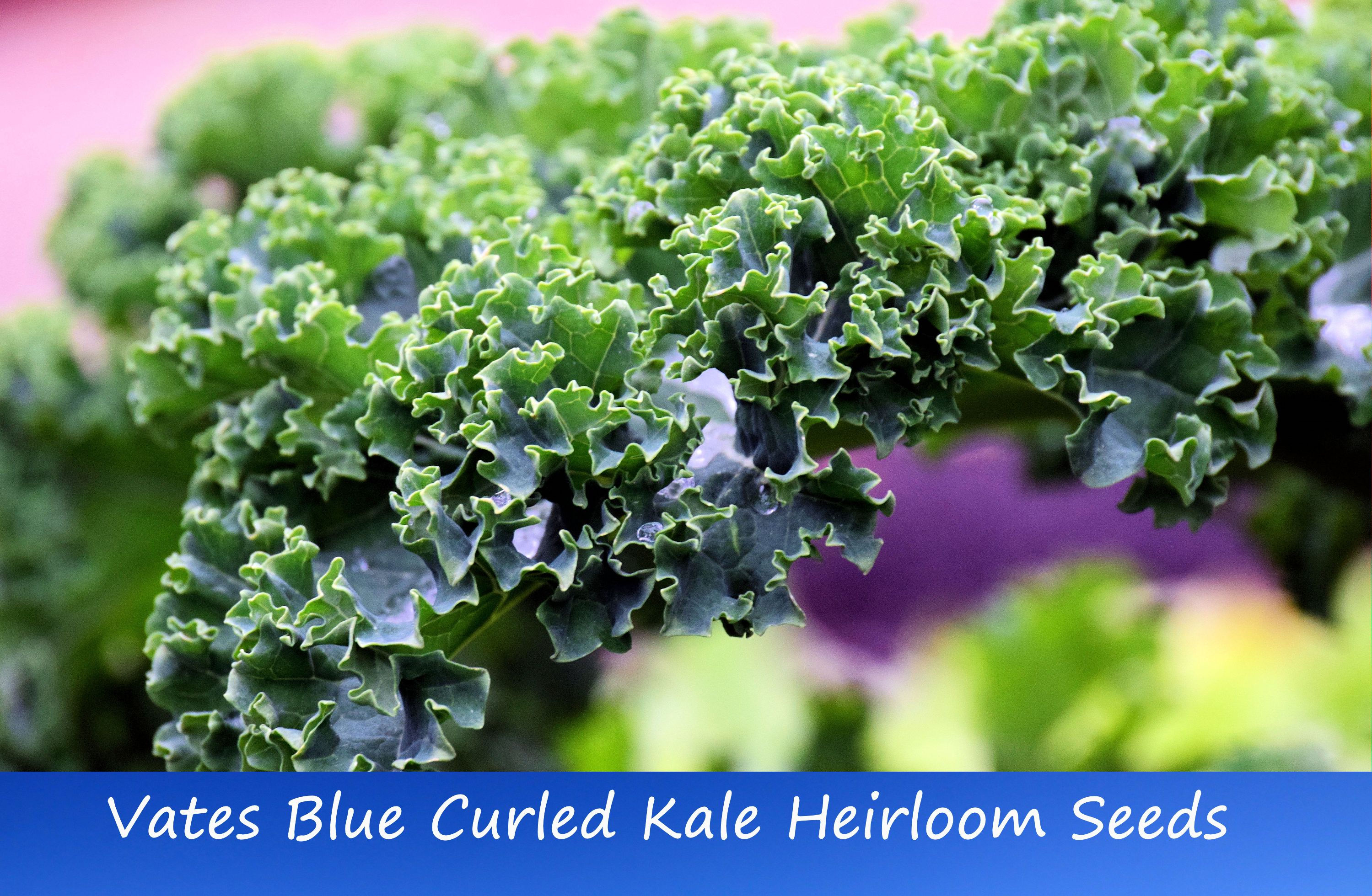 Vegetable Seeds -Vates Blue Curled Kale- 50 Heirloom Seeds
