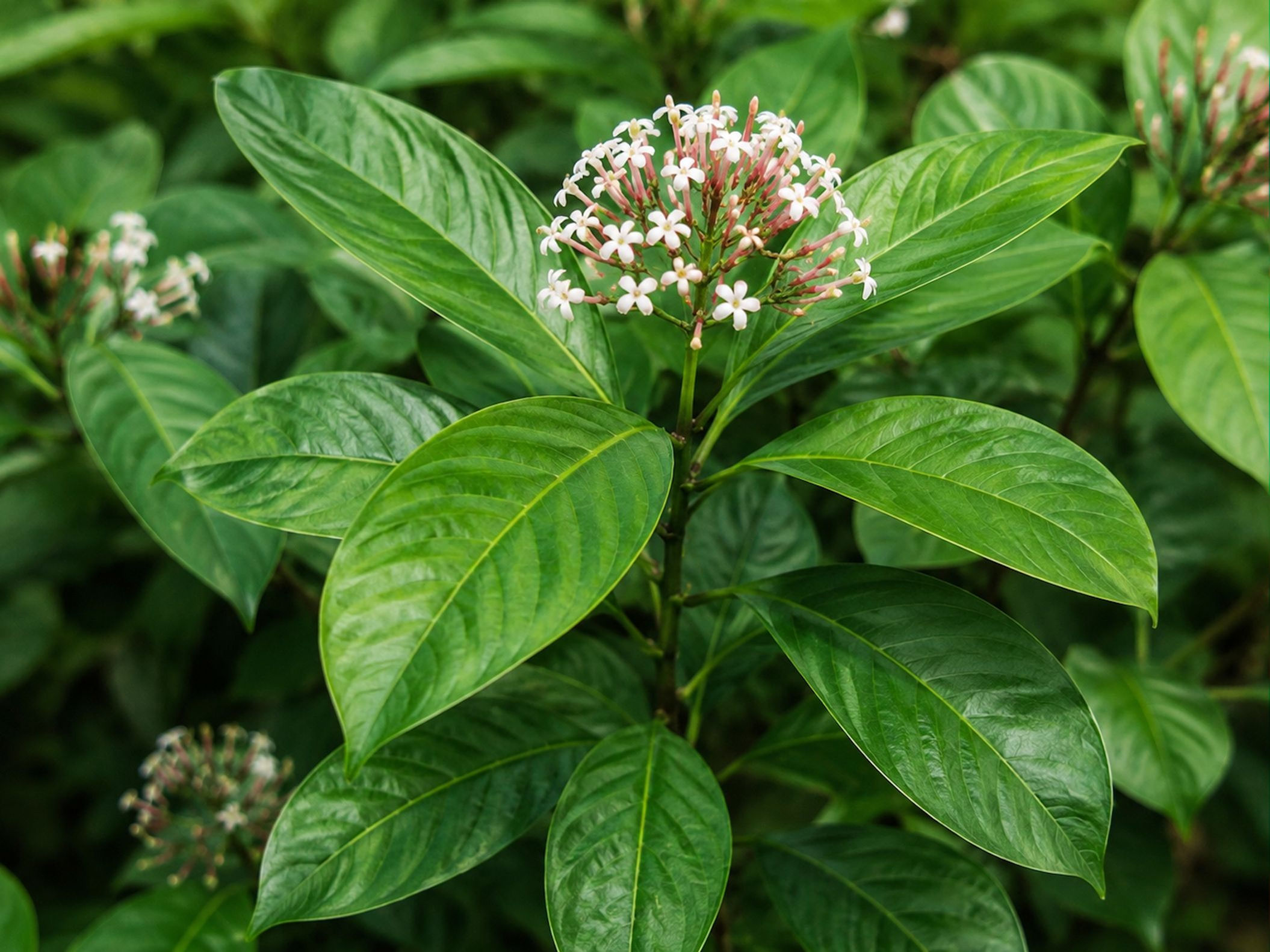 10 Indian Snakeroot Seeds- Heirloom -All Natural