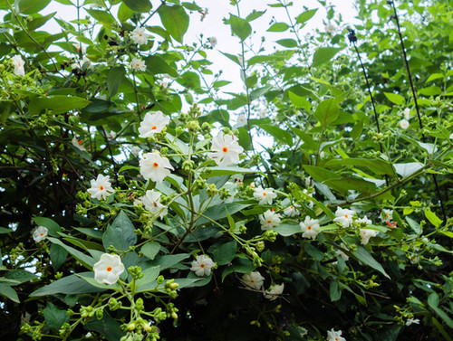 5 Coral Jasmine Seeds- Nyctanthes arbor tristis | Serendipity Seeds