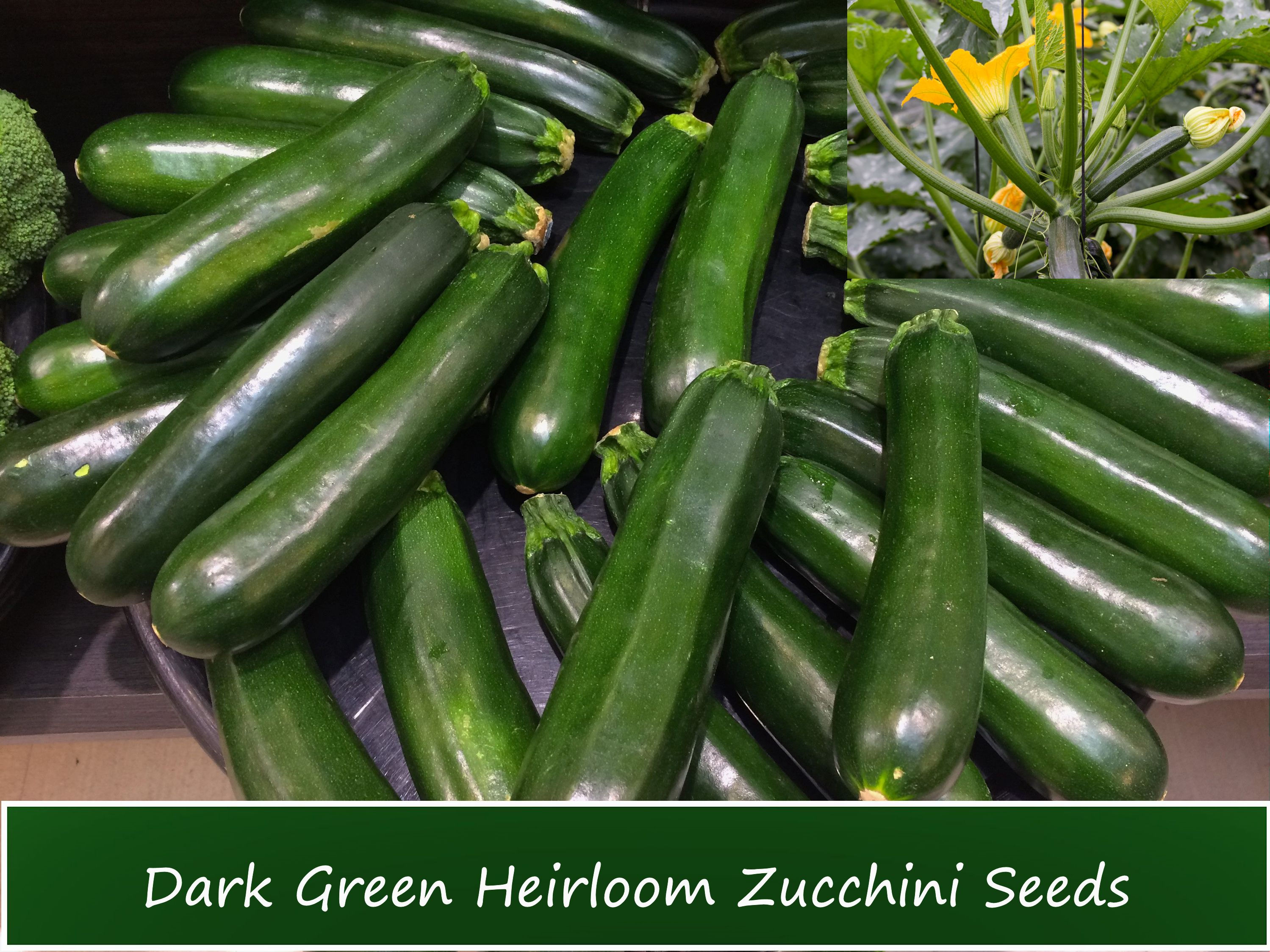 Vegetable Seeds-Zucchini Dark Green Squash - 20 Heirloom Seeds