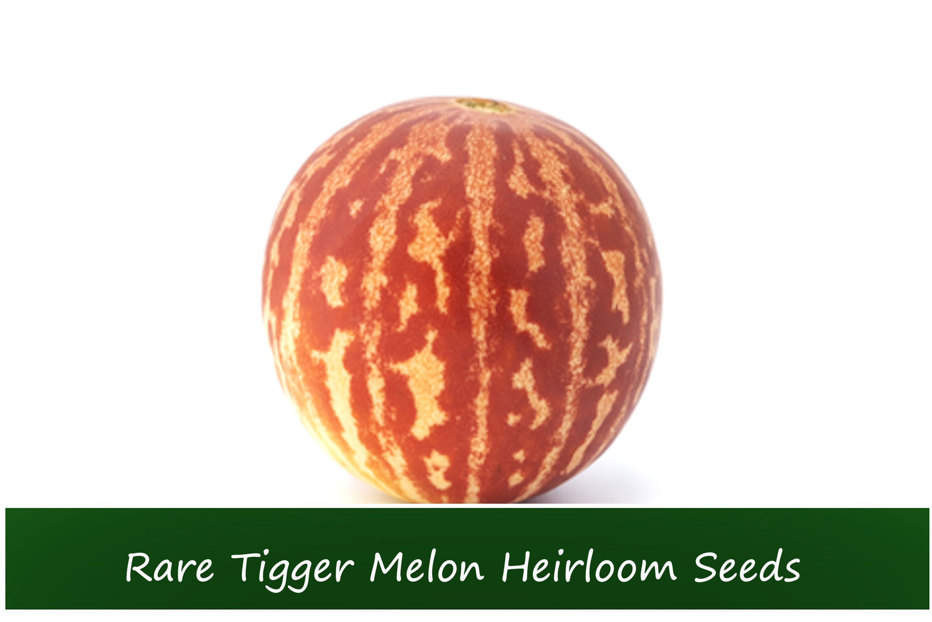 Rare Melon Seeds-Tigger Melon- 10 Seeds -Small Juicy Sweet -Garden Heirloom