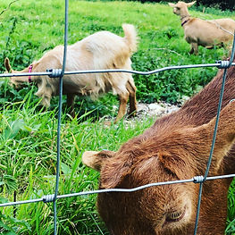 The Golden Guernsey matriarchs - Honey, Willow and Daffodil
