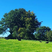 sheep and trees.jpeg