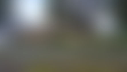 Inaugurada exhibición de ballena Sei en Puerto Río Tranquilo