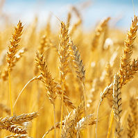 wheat.jpeg