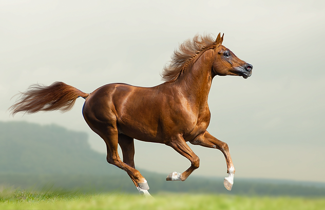 bigstock-Beautiful-Chestnut-Arabian-Sta-
