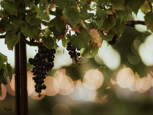 A close up of a bunch of grapes on the vine.