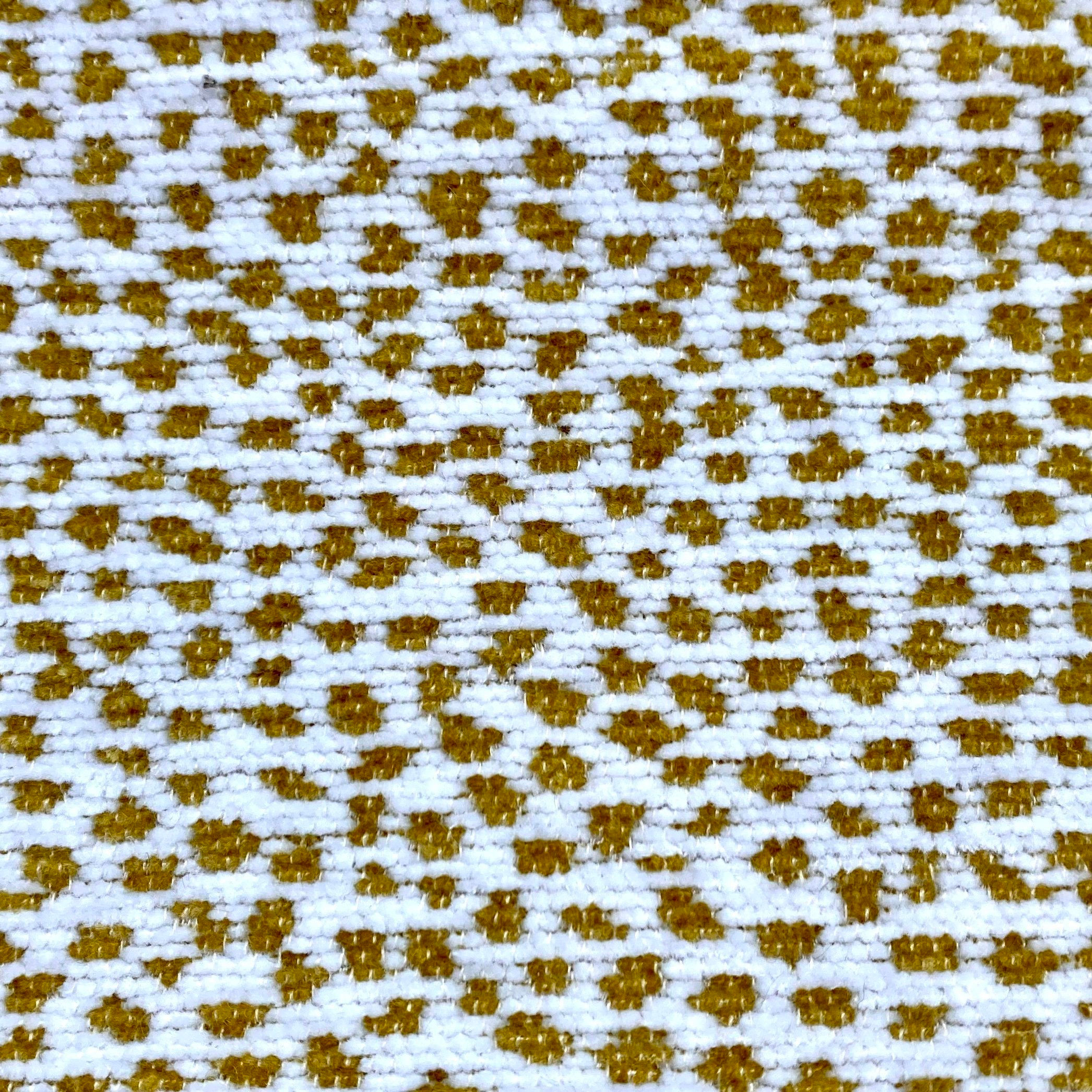 2116 (SIAMESE)-CITRUS