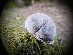 Macro