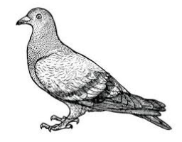 ree