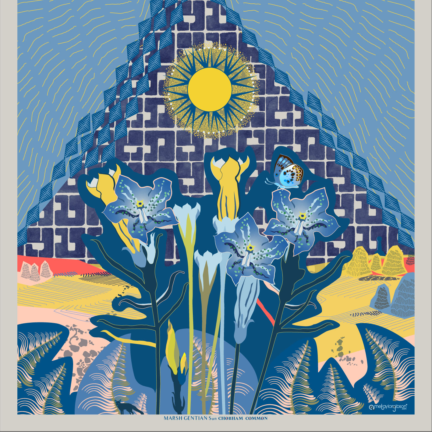 MARSH GENTIAN SUN - CHOBHAM COMMON