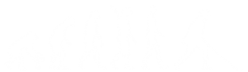 shuffle evolution - Cópia_edited_edited.