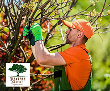 Tree service in tampa