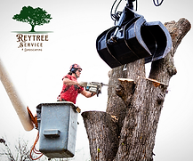 Tree service in tampa