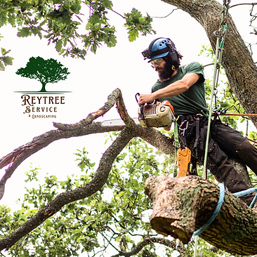 Tree service in tampa