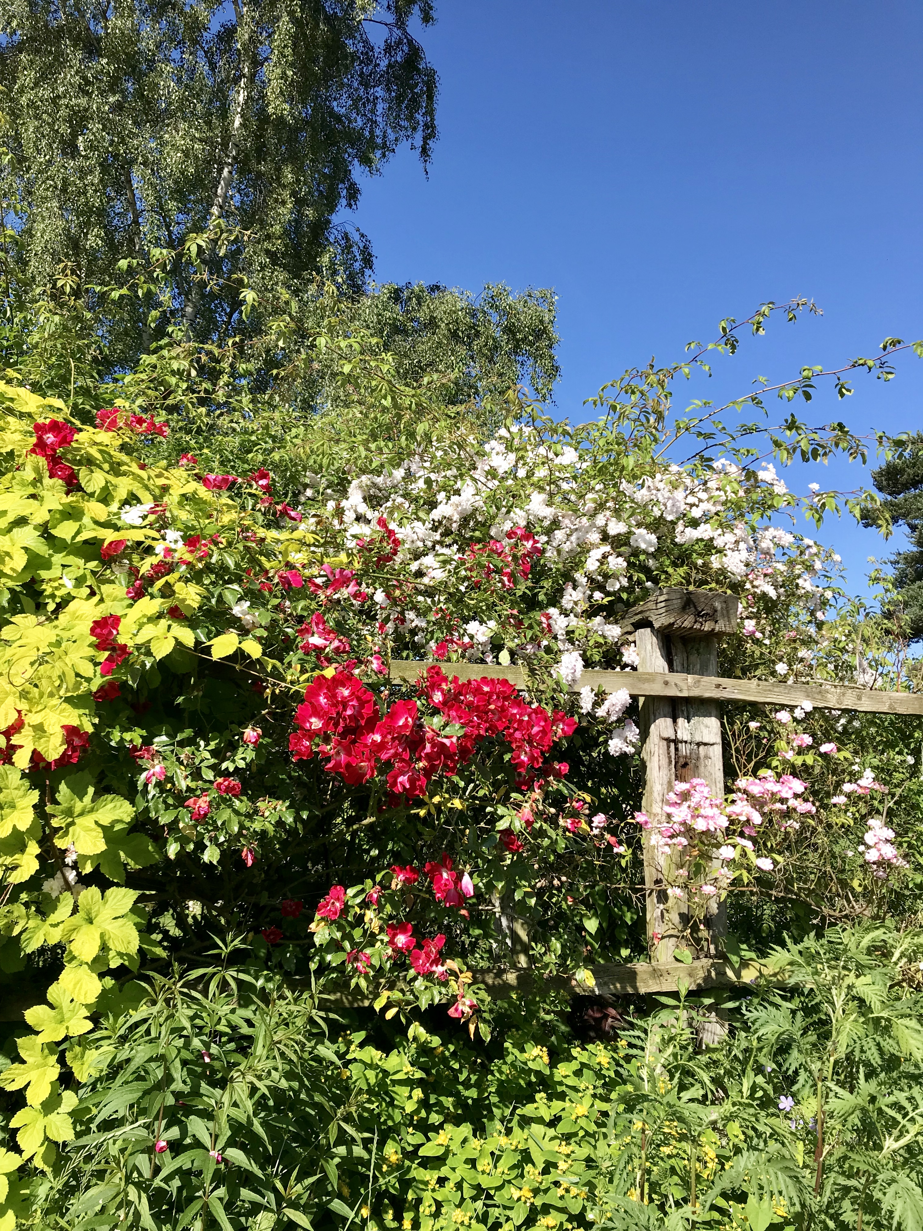 Writer: The Glasshouse Café at Stydd
