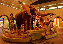 David Sheldrick Wildlife Trust