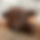 Thumbnail: Cow Stuffy