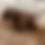 Thumbnail: Cow Stuffy