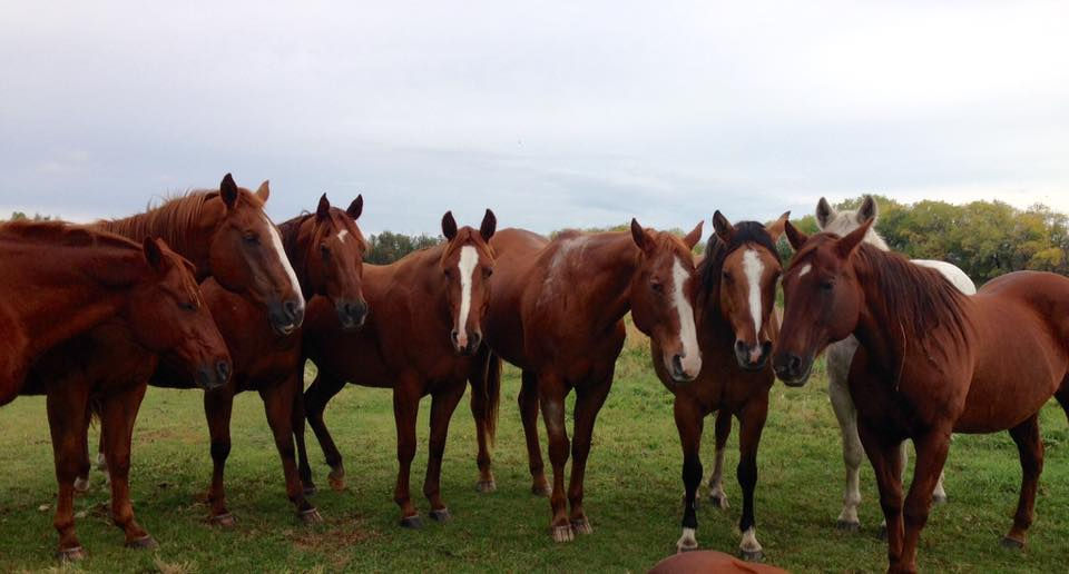 eal_horses.jpg