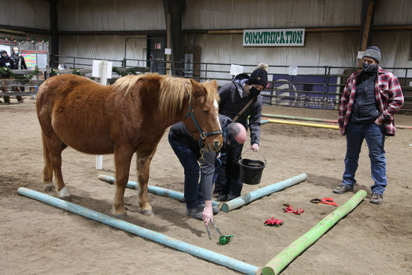 equine assisted learning