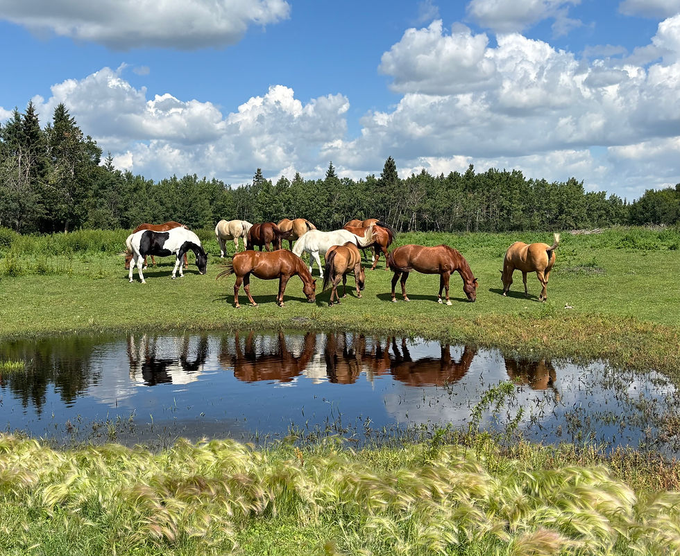 cartier horses in field.jpeg