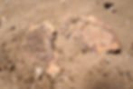 Fossil