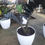 Thumbnail: Black zzz plant