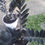 Thumbnail: Black zzz plant