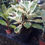 Thumbnail: Fiddle leaf fig tree variegated