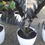 Thumbnail: Black zzz plant
