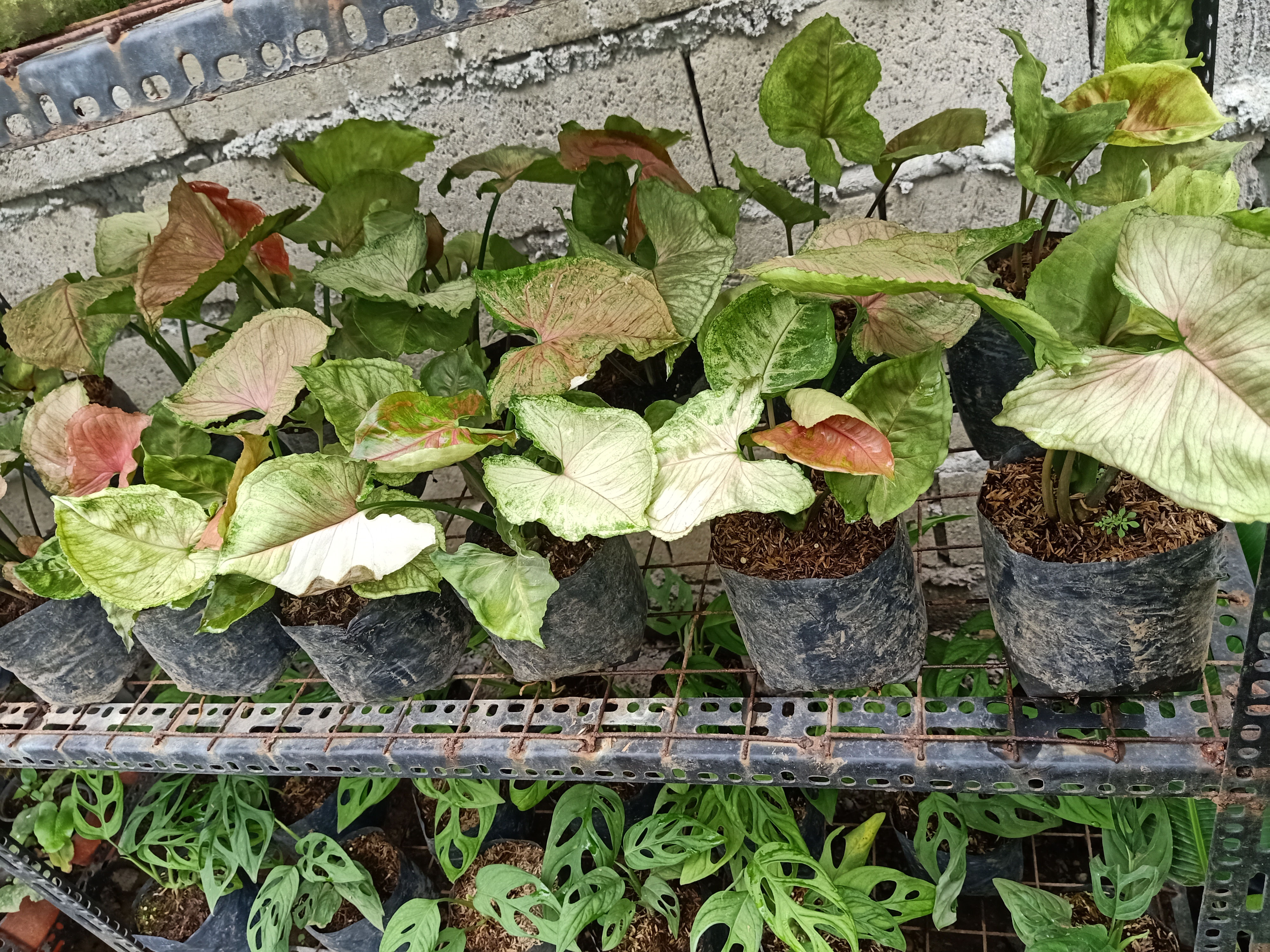 Strawberry ice syngonium