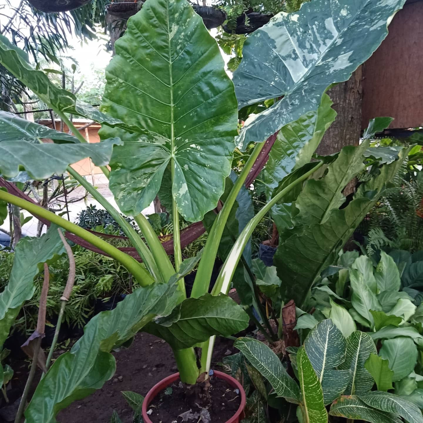 Variegated allocasia