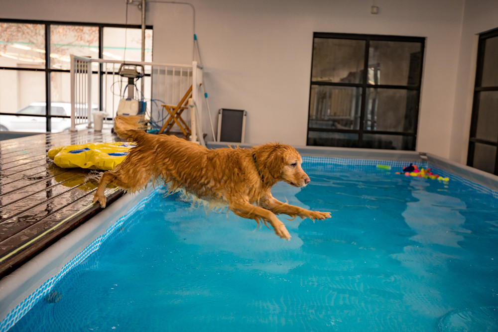 dog indoor pool near me