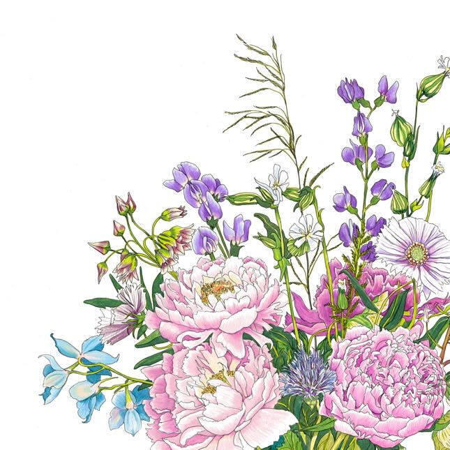Closeup of illustration of Baptisia, Cosmos, Peony, Delphinium, Chive Blossom, and Silene