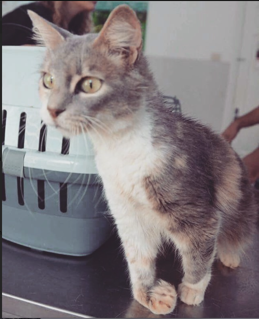 PENELOPE