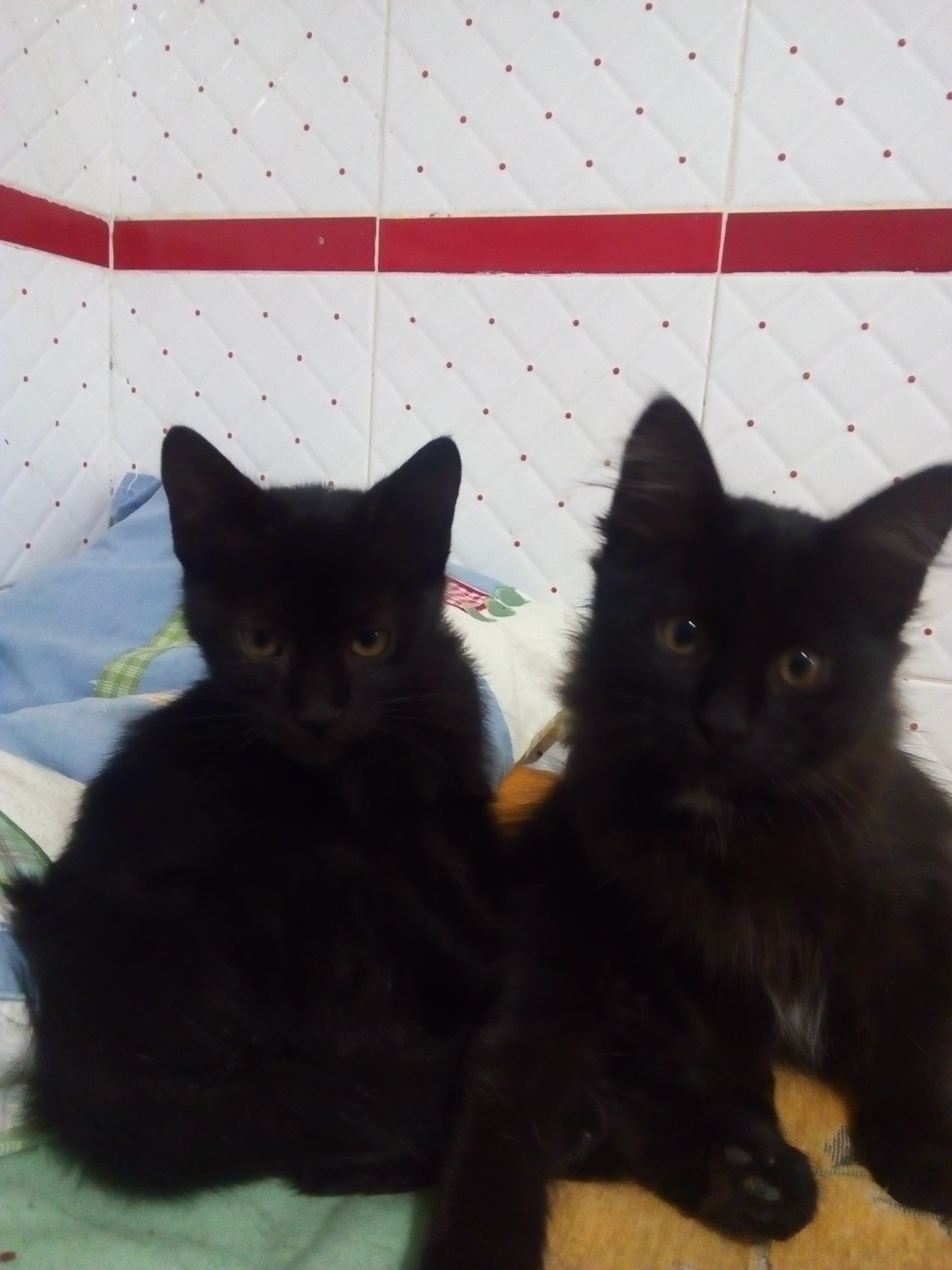 Star and Zina